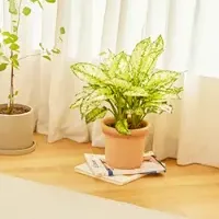 革命的なペットラグ