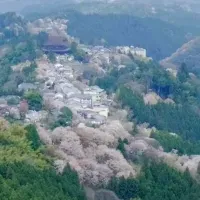 吉野山の桜復活