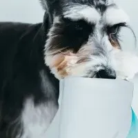 愛犬の健康を守るごはん