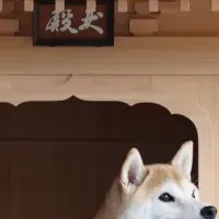 犬殿の魅力