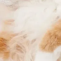 MEDICAT猫用スキンケア