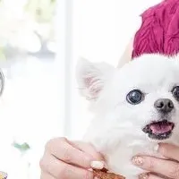 愛犬のドッグドレス撮影会