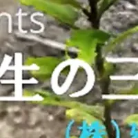 野外植物の3Dデータ化