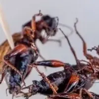 泉佐野・食用こおろぎ