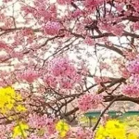 伊豆の桜と菜の花