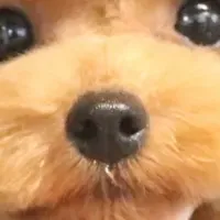 愛犬トリミング再開