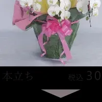 サステナブル祝花ギフト