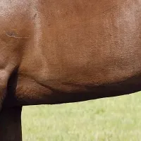 インゼルの募集馬