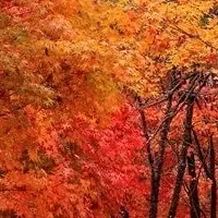 紅葉と陶芸の茶屋