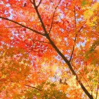 札幌紅葉ライブ配信