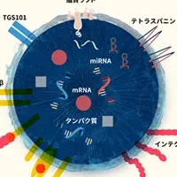 エクソソームによるがん治療