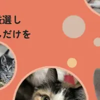 保護猫里親ナビKIZUNA