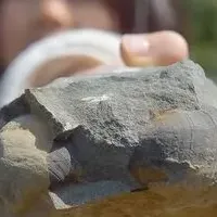 天草の化石発掘体験