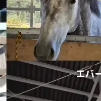 引退馬の安らぎを