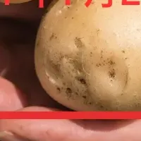 三島馬鈴薯祭り開催！