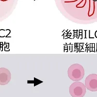 ILC2分化メカニズム解明