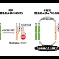 Y染色体進化と性の存続