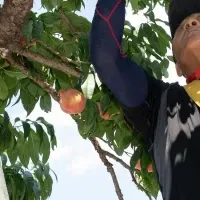 福島産桃のスウィーツフェア