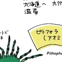 家庭水槽のまりも調査