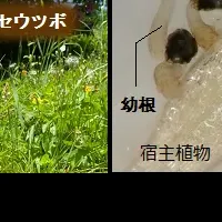 根寄生雑草の成長制御