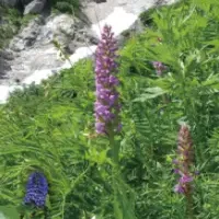 高山植物展