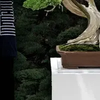 TRADMAN'S BONSAI POPUP