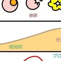 月経と睡眠リズム