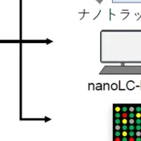 コルチゾールと肌の秘密