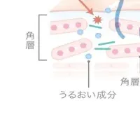 ジーノ新シリーズの魅力