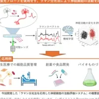 新技術で神経研究