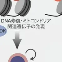 がん治療の新発見