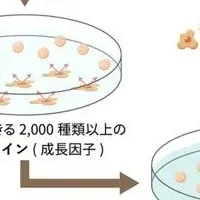 U-Factor®液研究