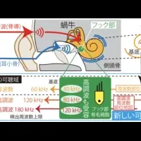 超音波受容の新発見