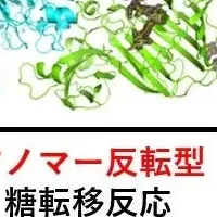 新糖転移反応の発見