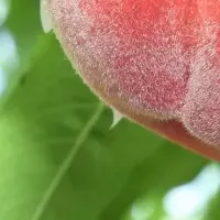 飛騨桃の魅力