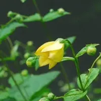 六甲高山植物園の花