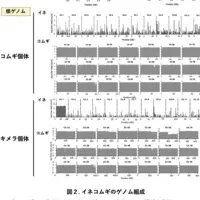 イネコムギの誕生