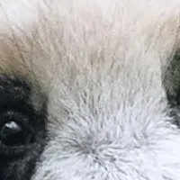 シャンシャン本発売