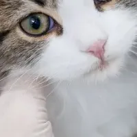 ペットの健康管理