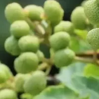 飛騨高山の山椒