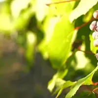 富良野ワイン祭り