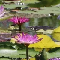 熱帯性スイレンと海公園