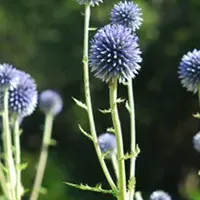 六甲高山植物園の「ヒゴタイ」