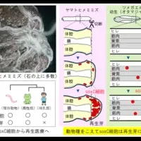 再生医療の新展開