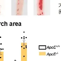 CGRPの動脈硬化抑制