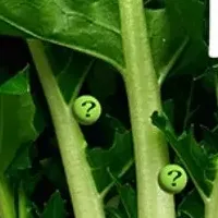 『野菜師』新刊