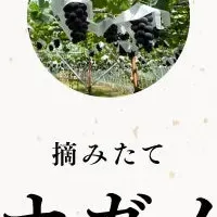 「ナガノパープル」の魅力