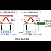 糖尿病治療の新機軸