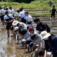 柏市の稲刈り体験