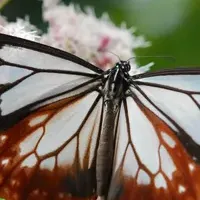 秋の蝶アサギマダラ